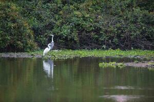 großartig Weiß Reiher im Feuchtgebiet Umgebung, Pantanal , mato Grosso, Brasilien. foto