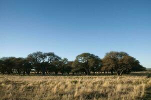 Pampas Gras Landschaft, la Pampa Provinz, Patagonien, Argentinien. foto