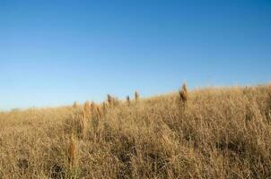 Pampas Gras Landschaft, la Pampa Provinz, Patagonien, Argentinien. foto