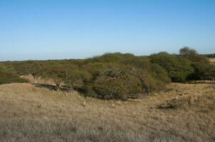 calden Wald Landschaft, prosopis Caldenia Pflanzen, la Pampa Provinz, Patagonien, Argentinien. foto