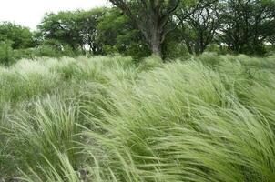 Pampas Gras Landschaft, la Pampa Provinz, Patagonien, Argentinien. foto