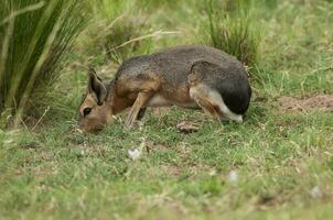 patagonisch Cavi im Pampas Wiese Umfeld, la Pampa Provinz, , Patagonien , Argentinien foto