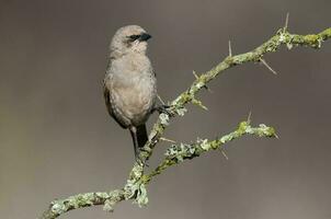 Bucht geflügelt Cowbird im calden Wald Umfeld, la Pampa Provinz, Patagonien, Argentinien. foto