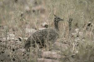 elegant mit Haube tinamu, Eudromie elegans, Pampas Wiese Umfeld, la Pampa Provinz, Patagonien, Argentinien. foto