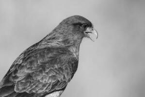 Caracara Chimango Porträt , la Pampa Provinz, Patagonien , Argentinien foto