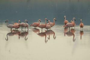 Flamingos Herde im ein salzig Lagune, la Pampa Provinz, Patagonien, Argentinien. foto