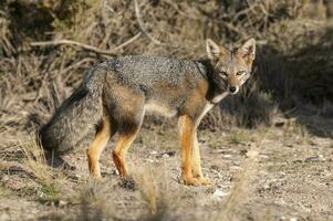 Pampas grau Fuchs im Pampas Gras Umfeld, la Pampa Provinz, Patagonien, Argentinien. foto