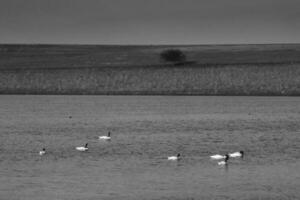 schwarz Hals Schwan Schwimmen im ein Lagune, la Pampa Provinz, Patagonien, Argentinien. foto