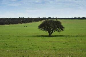 Pampas Landschaft Landschaft, la Pampa Provinz, Patagonien, Argentinien. foto