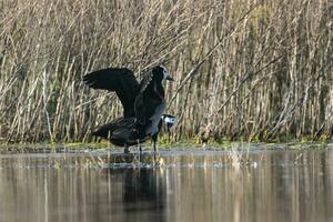 Weiß konfrontiert Pfeifen Ente, im Sumpf Umfeld, la Pampa Provinz, Patagonien, Argentinien. foto