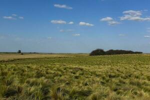 Pampas Gras Landschaft, la Pampa Provinz, Patagonien, Argentinien. foto