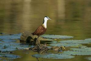 afrikanisch Jacana Krüger National Park Süd Afrika. foto