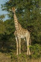 Giraffe, Krüger National Park, Süd Afrika foto