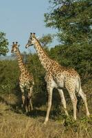 Giraffe, Krüger National Park, Süd Afrika foto