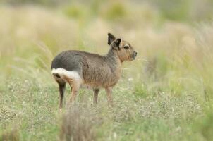 patagonisch Cavi im Pampas Wiese Umfeld, la Pampa Provinz, , Patagonien , Argentinien foto