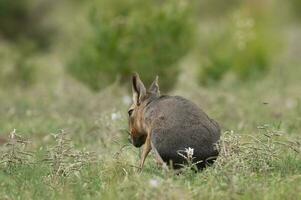 patagonisch Cavi im Pampas Wiese Umfeld, la Pampa Provinz, , Patagonien , Argentinien foto