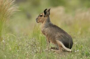 patagonisch Cavi im Pampas Wiese Umfeld, la Pampa Provinz, , Patagonien , Argentinien foto