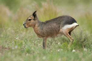 patagonisch Cavi im Pampas Wiese Umfeld, la Pampa Provinz, , Patagonien , Argentinien foto