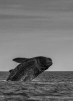 Süd- richtig Wal Springen , Halbinsel Wald Patagonien , Argentinien foto