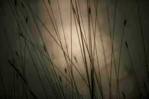 Pampas Gras Landschaft beim Sonnenuntergang, la Pampa Provinz, Argentinien foto