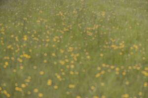 wild Blumen im Frühling, Patagonien, Argentinien foto