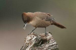 braun Cacholote , im Pampas Wald Umfeld, la Pampa Provinz, Patagonien , Argentinien foto