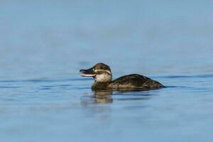 See Ente im Pampas Lagune Umfeld, la Pampa Provinz, Patagonien , Argentinien. foto