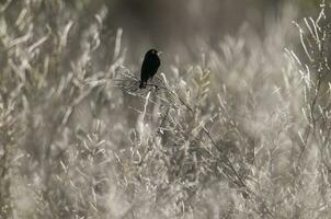 Brille Tyrann im Pampas Feuchtgebiet, la Pampa Provinz, Patagonien, Argentinien. foto