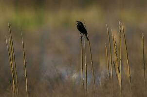 Gelb geflügelt Amsel, im Pampas Feuchtgebiet, la Pampa Provinz, Patagonien, Argentinien. foto