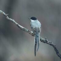 Gabel beschattet Fliegenfänger thront im Wald, la Pampa Provinz, Patagonien, Argentinien. foto