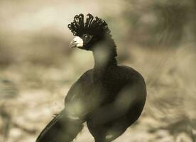 nackt konfrontiert Curassow, im ein Urwald Umfeld, pantanal Brasilien foto