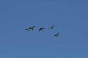 graben Papagei im Flug, la Pampa Provinz, Patagonien, Argentinien foto