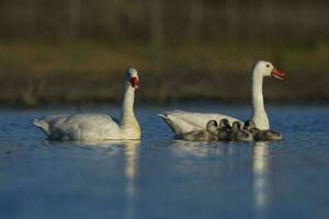 coscoroba Schwan mit cygnets Schwimmen im ein Lagune , la Pampa Provinz, Patagonien, Argentinien. foto