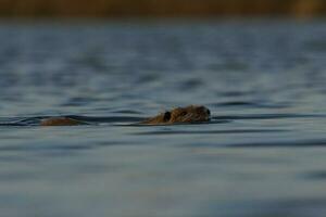 coipo, Myokastor Nutria, la Pampa Provinz, Patagonien, Argentinien. foto