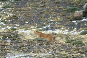 Puma Gehen im Berg Umfeld, torres del paine National Park, Patagonien, Chile. foto