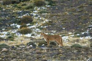 Puma Gehen im Berg Umfeld, torres del paine National Park, Patagonien, Chile. foto