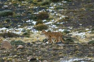 Puma Gehen im Berg Umfeld, torres del paine National Park, Patagonien, Chile. foto