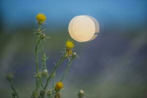 wild Blumen, abstrakt, Hintergrund foto