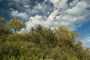 Chanar Baum im calden Wald, blühte im Frühling, la Pampa, Argentinien foto