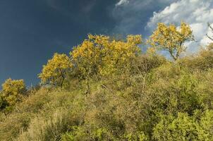 Chanar Baum im calden Wald, blühte im Frühling, la Pampa, Argentinien foto