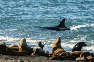 Mörder Wal, Orca, Jagd ein Meer Löwen , Halbinsel Valdes, Patagonien Argentinien foto