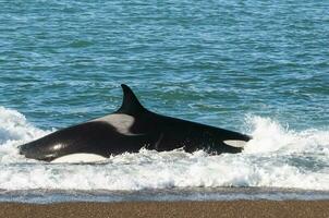 Mörder Wal, Orca, Jagd ein Meer Löwen , Halbinsel Valdes, Patagonien Argentinien foto