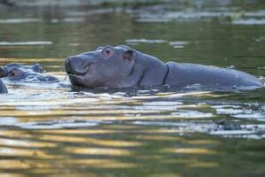 Nilpferd Amphibius im Wasserloch, Krüger National Park, Süden Afrika foto