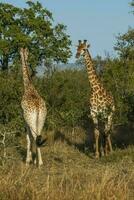 Giraffe, Krüger National Park, Süd Afrika foto