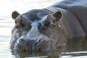 Nilpferd Amphibius im Wasserloch, Krüger National Park, Süden Afrika foto