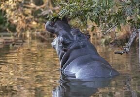 Nilpferd Amphibius im Wasserloch, Krüger National Park, Süden Afrika foto