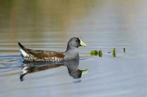 Stelle flankiert Gallinule , la Pampa Provinz, Patagonien, Argentinien. foto