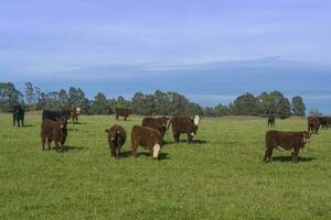 Kühe Weiden lassen im das Feld, im das Pampas schmucklos, Argentinien foto