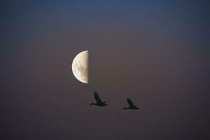 Vögel und Mond Landschaft foto