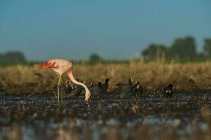 Flamingos im Pampas Lagune Umfeld, la Pampa, Patagonien Argentinien foto